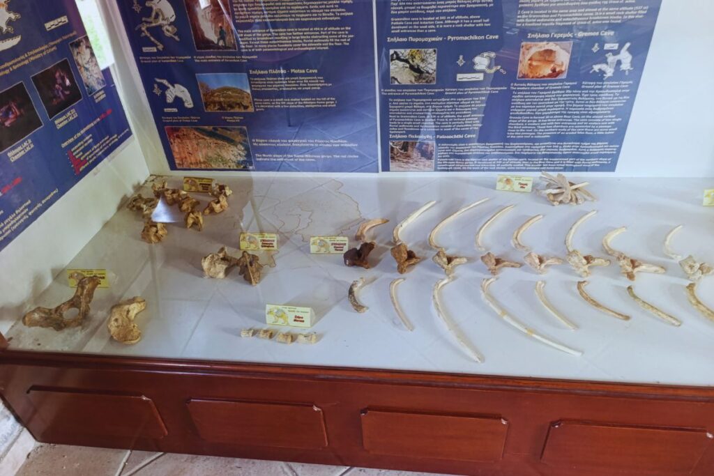 eksponati u prirodnjačkom muzeju u Aridei