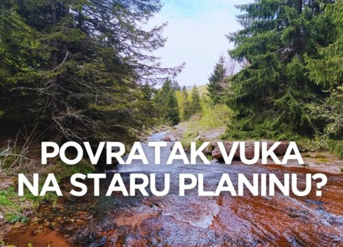Na Staroj planini se puštaju vukovi kako bi kontolisali prekomernu populaciju influensera
