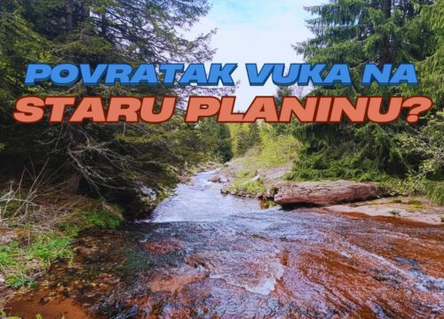 Na Staroj planini se puštaju vukovi kako bi kontolisali prekomernu populaciju influensera